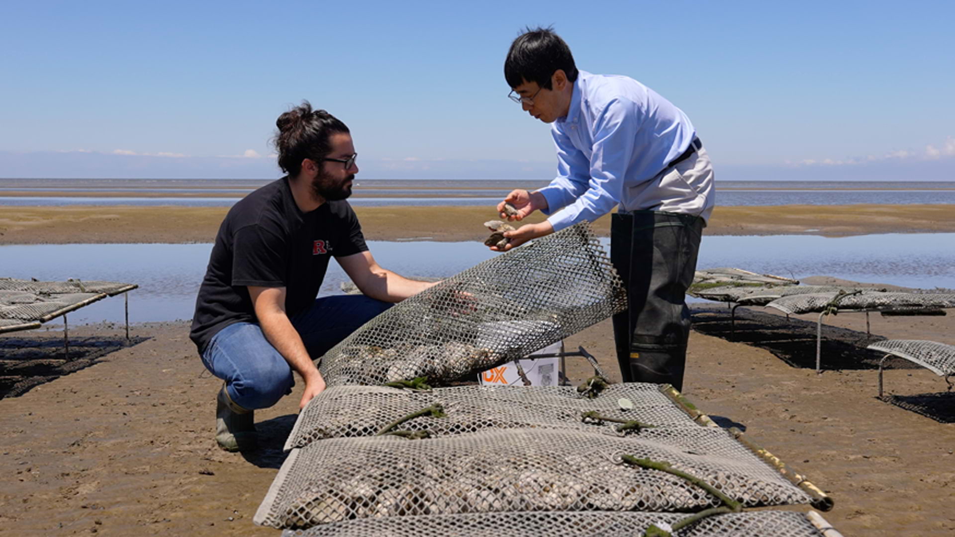 Ximing Guo shellfish research