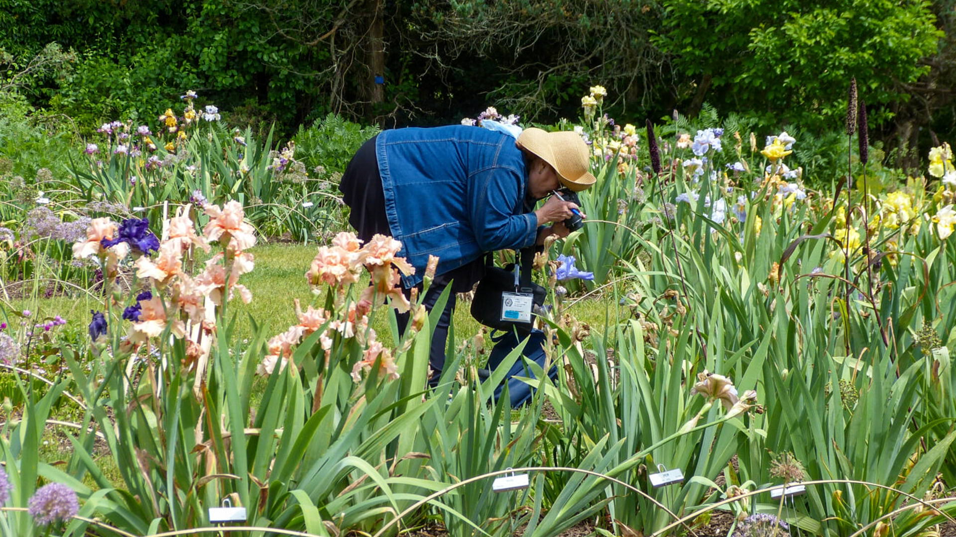 Iris garden