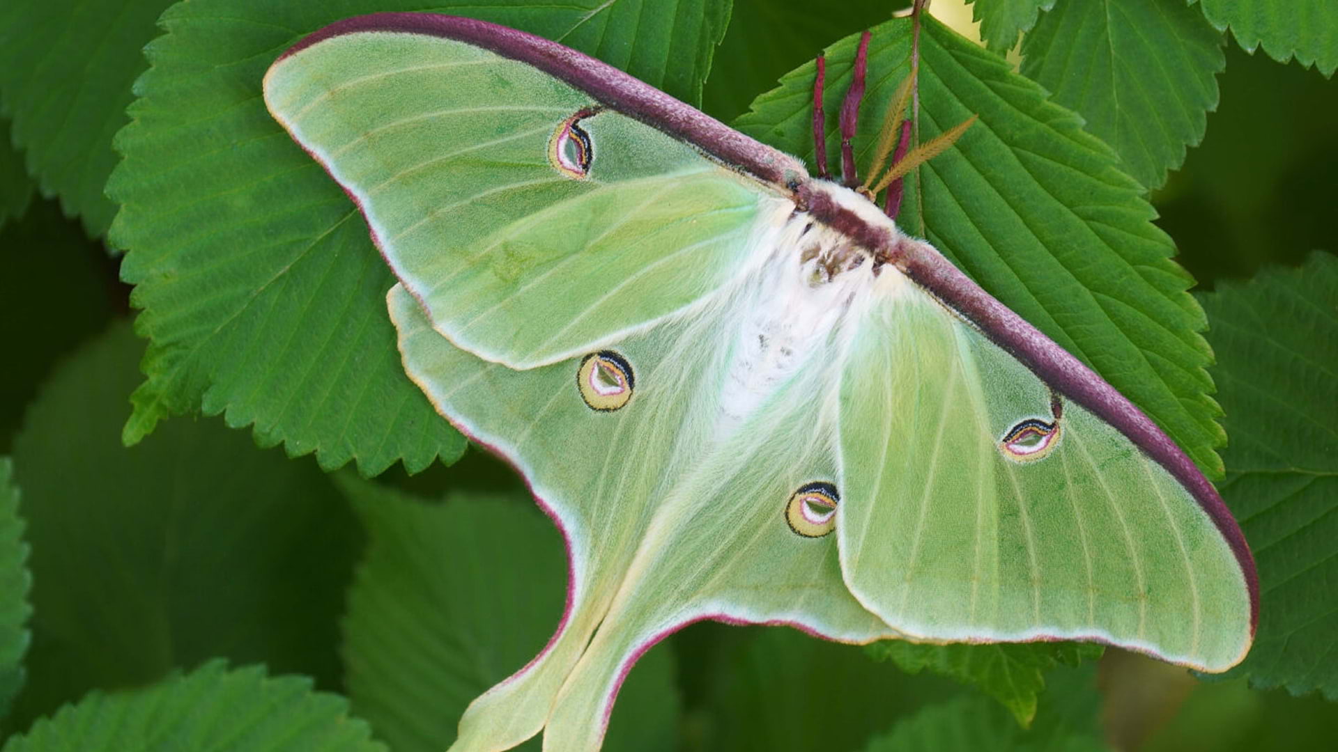 Photo of moth