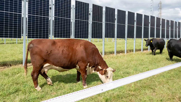 Photo of cows grazing next to solor panels