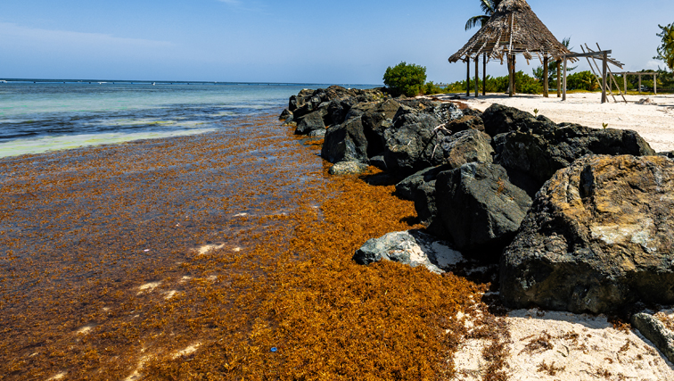Sargassum on beach