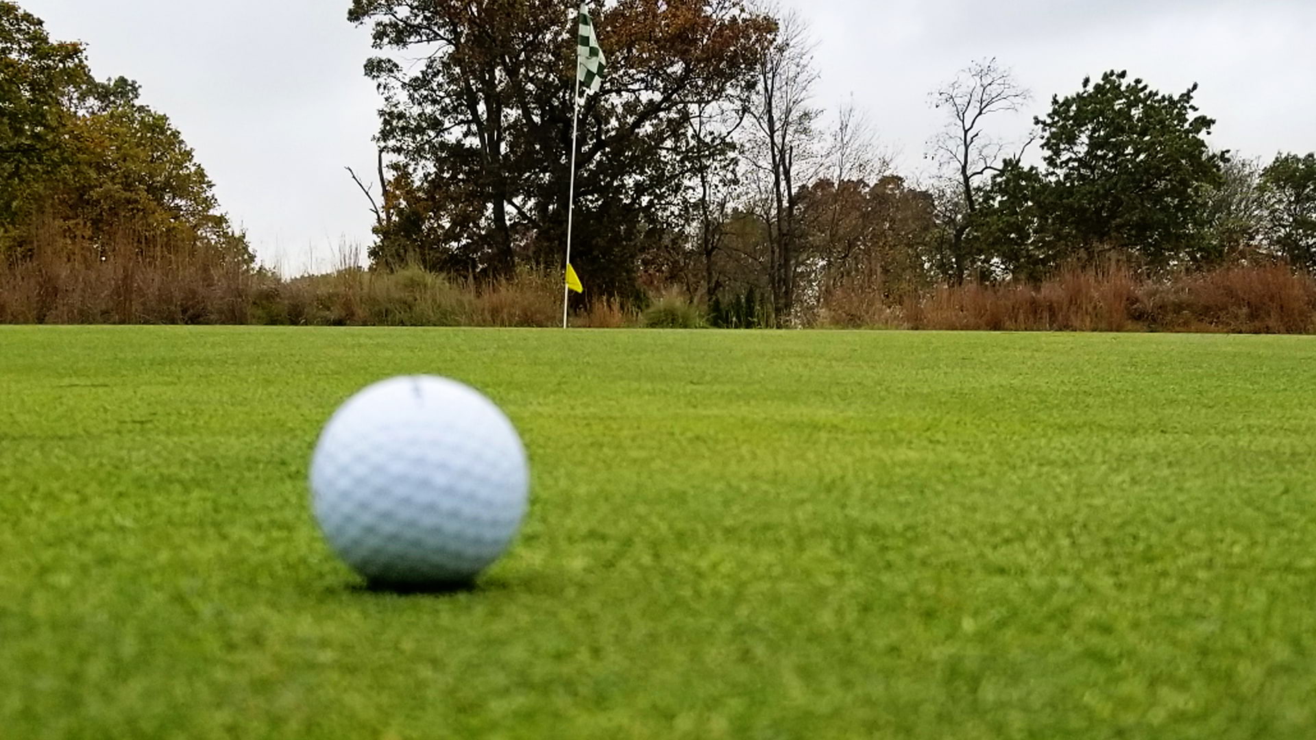 Golf ball on turfgrass photo