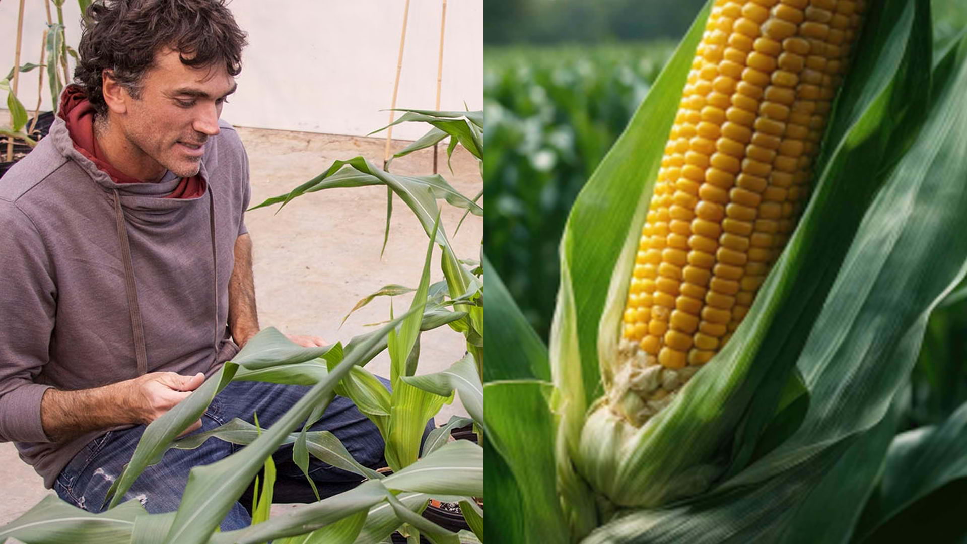 Professor Andrea Gallavotti