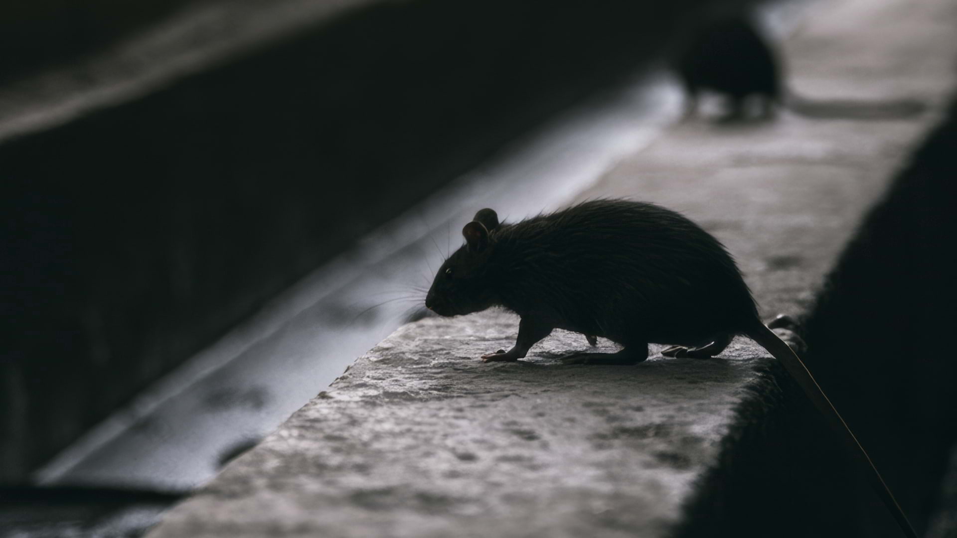 Rodent research