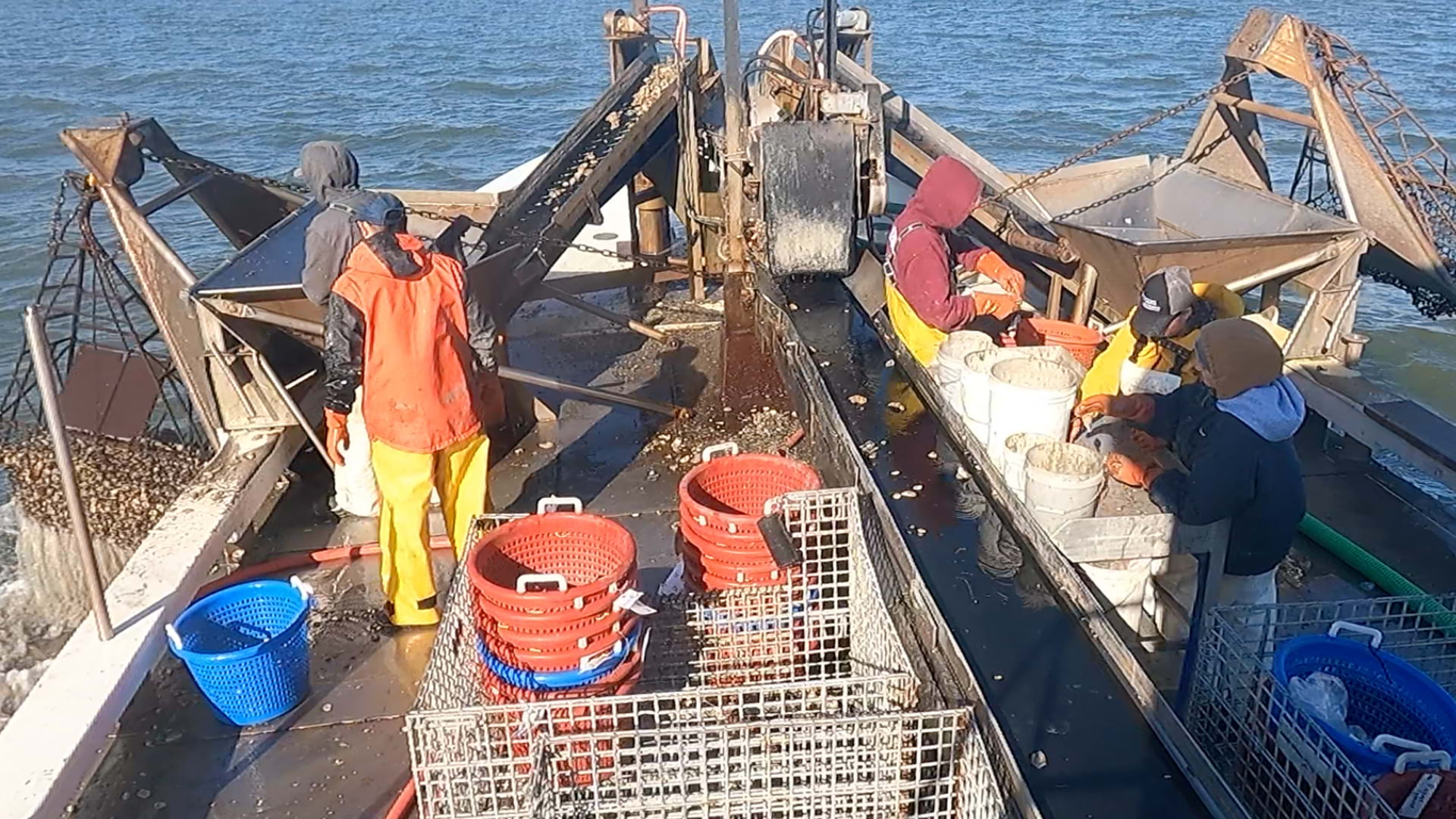 Oyster assessment