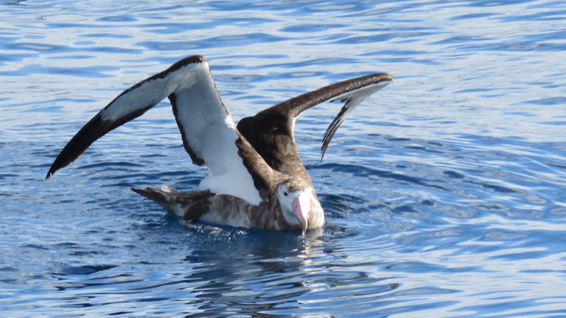 An Amsterdam albatross, among the world’s rarest seabirds