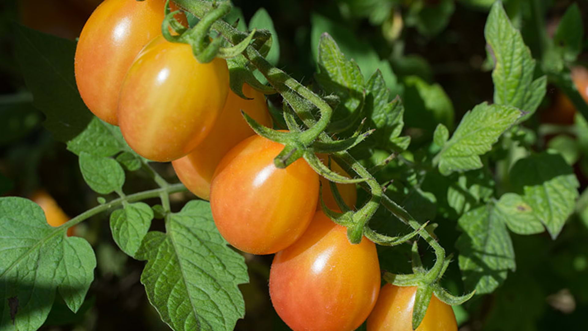 Image of tomatoes on a vine